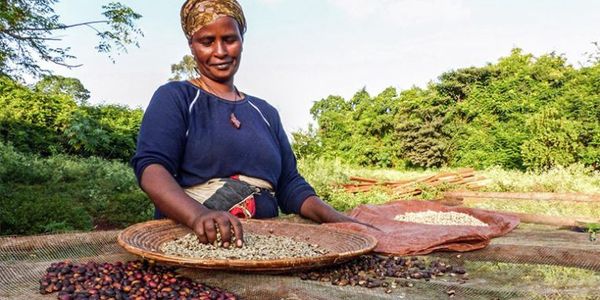 Ngrohja globale kërcënon plantacionet e kafes, në vendin ku ajo lindi