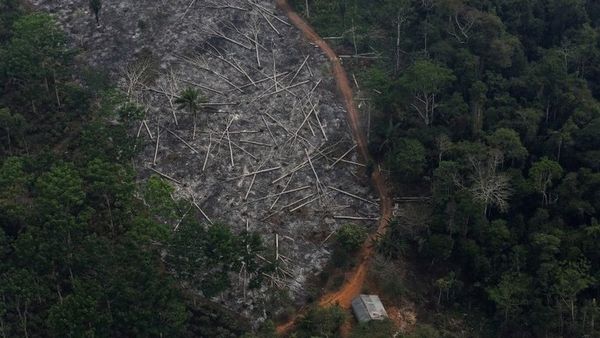 Shpyllëzimi në Amazon është në nivelin më të lartë në dymbëdhjetë vjet, sipas të dhënave të reja nga Instituti Kombëtar Brazilian për Kërkime Hapësinore.