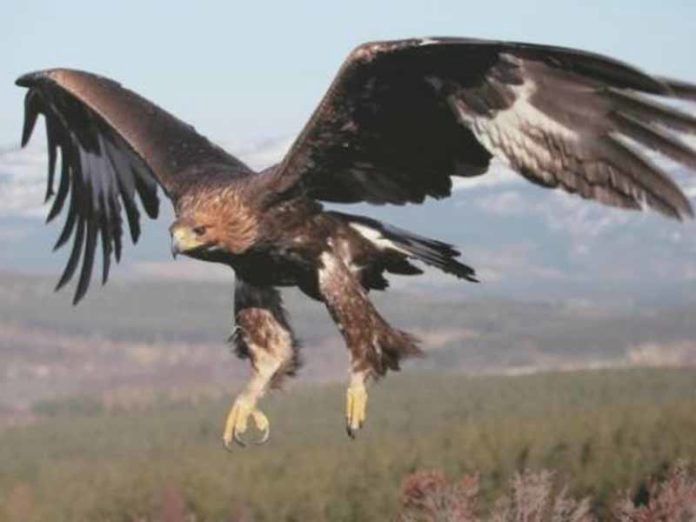 Shqiponjat në rrezik zhdukjeje në Shqipëri
