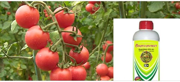 Kapen domate me pesticidin e ndaluar - U prodhuan në serat e Beratit. Kamionët u refuzuan nga një vend i BE
