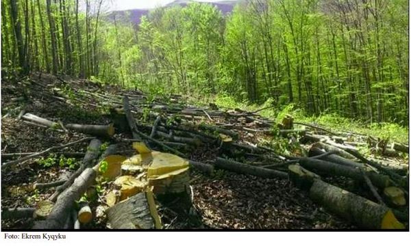 Degradimi i pyjeve në Kosovë